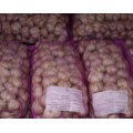 Exported Standard Fresh White Garlic